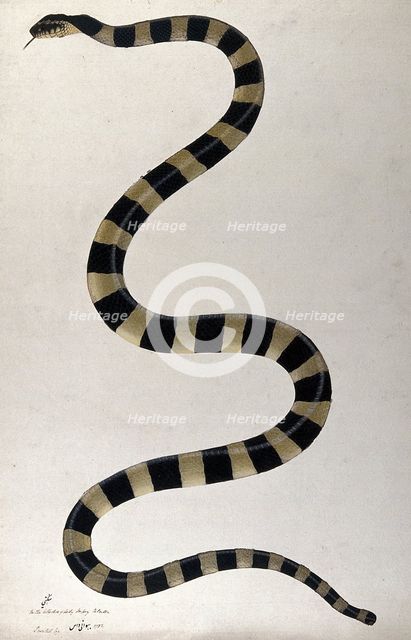 Snake, boldly cross-banded, approx 1782. Creator: Bhawani Das.