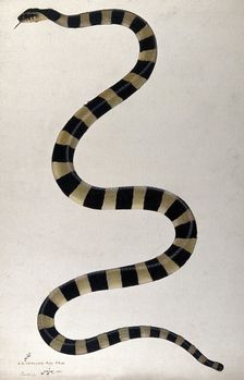 Snake, boldly cross-banded, approx 1782. Creator: Bhawani Das
