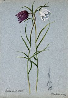 Snake's head or guinea flower (Fritillaria meleagris): flowering stems and bulb, 1904. Creator: Unknown