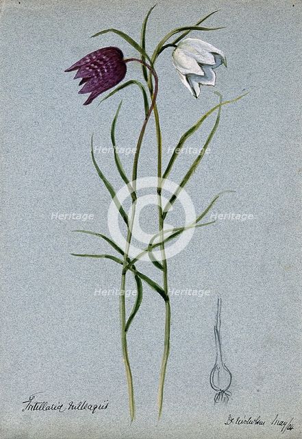 Snake's head or guinea flower (Fritillaria meleagris): flowering stems and bulb, 1904. Creator: Unknown.