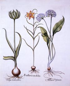 Snake's Head Fritillary, Wild Garlic and Tulip, from Hortus Eystettensis by Basil Besler (1561-16