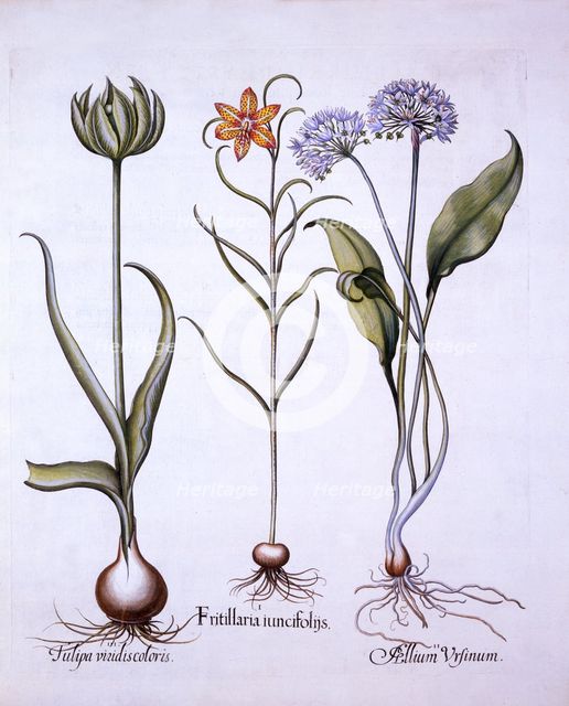 Snake's Head Fritillary, Wild Garlic and Tulip, from 'Hortus Eystettensis', by Basil Besler (1561-16