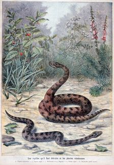 Snakes and poisonous plants, 1897. Creator: F Meaulle