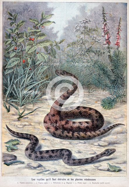 Snakes and poisonous plants, 1897. Creator: F Meaulle.