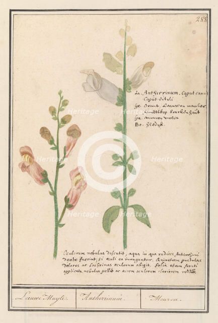 Snapdragon (Antirrhinum), 1596-1610. Creators: Anselmus de Boodt, Elias Verhulst.
