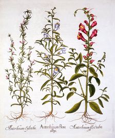 Snapdragons or Antirrhinums, from Hortus Eystettensis by Basil Besler (1561-1629), pub. 1613 (han