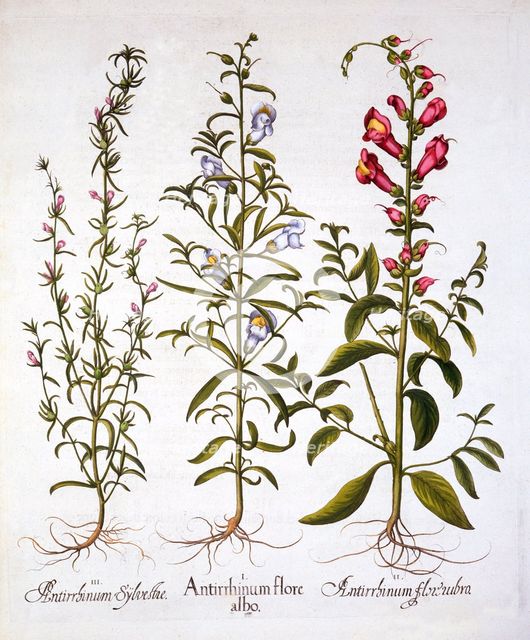 Snapdragons or Antirrhinums, from 'Hortus Eystettensis', by Basil Besler (1561-1629), pub. 1613 (han