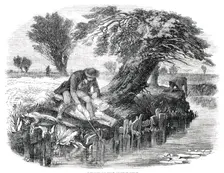 Sniggling for Eels - drawn by Duncan, 1850. Creator: Mason Jackson