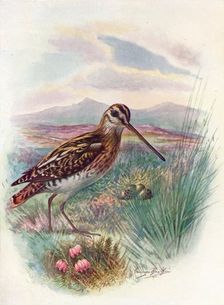 Snipe - Gallina'go coeles'tis, c1910, (1910). Artist: George James Rankin