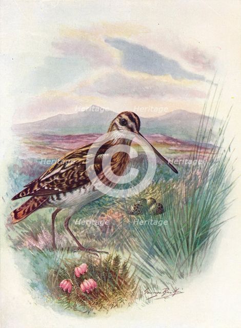 'Snipe - Gallina'go coeles'tis, c1910, (1910). Artist: George James Rankin.
