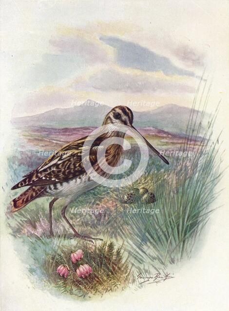 'Snipe - Gallina'go coeles'tis, c1910, (1910). Artist: George James Rankin.