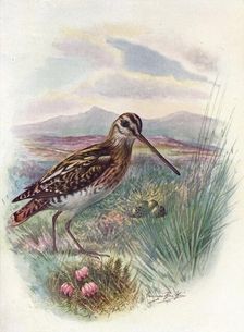 Snipe - Gallina'go coeles'tis, c1910, (1910). Artist: George James Rankin