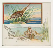 Snipe, from the Game Birds series (N40) for Allen & Ginter Cigarettes, 1888-90. Creator: Allen & Ginter