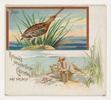 Snipe, from the Game Birds series (N40) for Allen & Ginter Cigarettes, 1888-90. Creator: Allen & Ginter