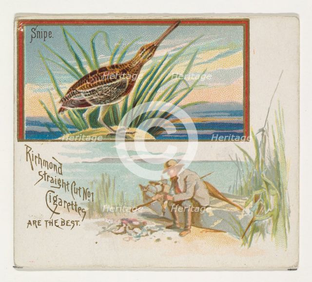 Snipe, from the Game Birds series (N40) for Allen & Ginter Cigarettes, 1888-90. Creator: Allen & Ginter.
