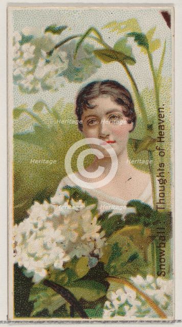 Snowball: Thoughts of Heaven, from the series Floral Beauties and Language of Flowers (N75..., 1892. Creator: Donaldson Brothers.