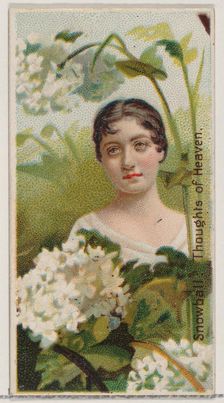 Snowball: Thoughts of Heaven, from the series Floral Beauties and Language of Flowers (N75..., 1892. Creator: Donaldson Brothers