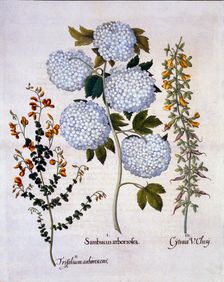 Snowball Viburnum, Garden Broom, Low-growing Alpine Broom, from Hortus Eystettensis by Basil Besl
