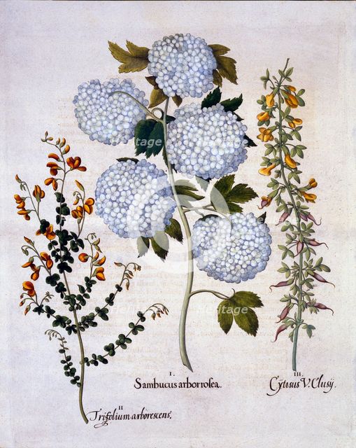 Snowball Viburnum, Garden Broom, Low-growing Alpine Broom, from 'Hortus Eystettensis', by Basil Besl