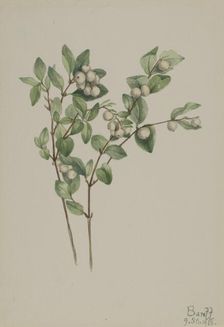 Snowberry (Symphoricarpos albus), 1918. Creator: Mary Vaux Walcott