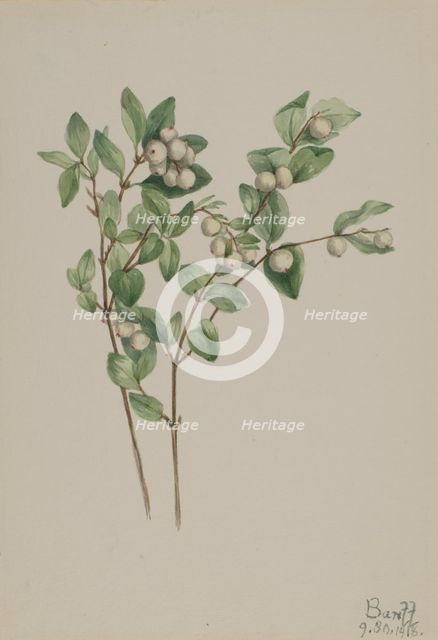 Snowberry (Symphoricarpos albus), 1918. Creator: Mary Vaux Walcott.