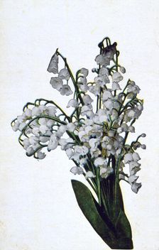 Snowdrop French flower postcard, c1900