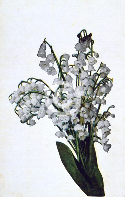 'Snowdrop', French flower postcard, c1900. Artist: Unknown