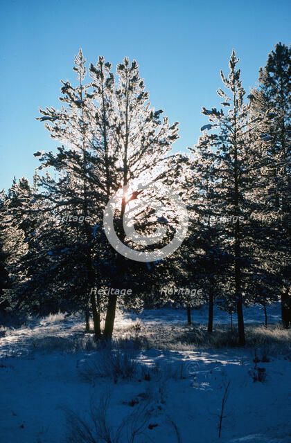 Snowshine. Creator: Robert Manno.