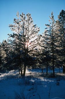 Snowshine. Creator: Robert Manno