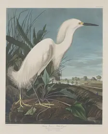 Snowy Heron, or White Egret, 1835. Creator: Robert Havell