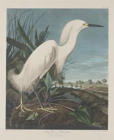 Snowy Heron, or White Egret, 1835. Creator: Robert Havell