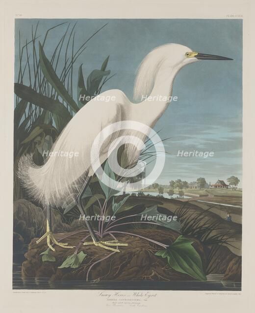 Snowy Heron, or White Egret, 1835. Creator: Robert Havell.