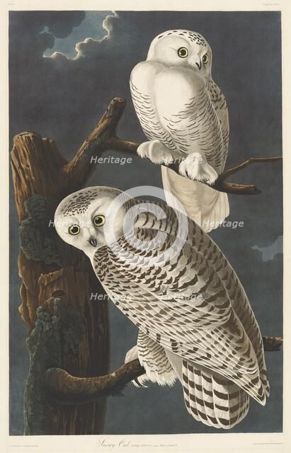 Snowy Owl, 1831. Creator: Robert Havell.