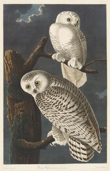Snowy Owl, 1831. Creator: Robert Havell