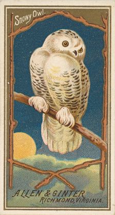Snowy Owl, from the Birds of America series (N4) for Allen & Ginter Cigarettes Brands, 1888. Creator: Allen & Ginter