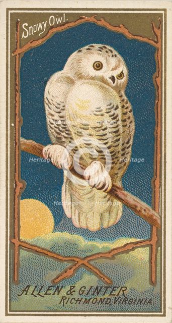 Snowy Owl, from the Birds of America series (N4) for Allen & Ginter Cigarettes Brands, 1888. Creator: Allen & Ginter.