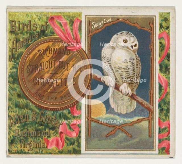 Snowy Owl, from the Birds of America series (N37) for Allen & Ginter Cigarettes, 1888. Creator: Allen & Ginter.