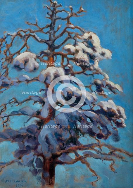 Snowy Pine Tree, 1899.