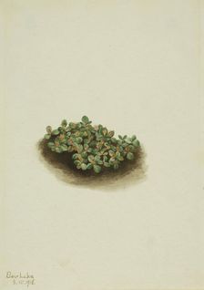 Snow Willow (Salix nivalis), 1918. Creator: Mary Vaux Walcott