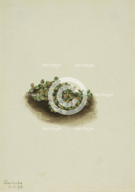 Snow Willow (Salix nivalis), 1918. Creator: Mary Vaux Walcott.