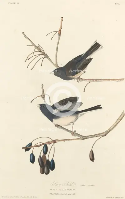 Snow-Bird, 1827. Creator: Robert Havell.