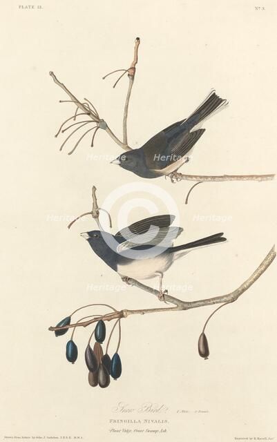 Snow-Bird, 1827. Creator: Robert Havell.