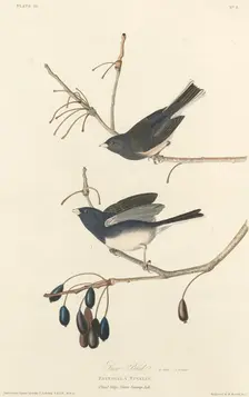 Snow-Bird, 1827. Creator: Robert Havell