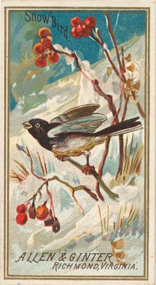Snow Bird, from the Birds of America series (N4) for Allen & Ginter Cigarettes Brands, 1888. Creator: Allen & Ginter