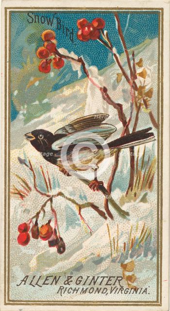 Snow Bird, from the Birds of America series (N4) for Allen & Ginter Cigarettes Brands, 1888. Creator: Allen & Ginter.