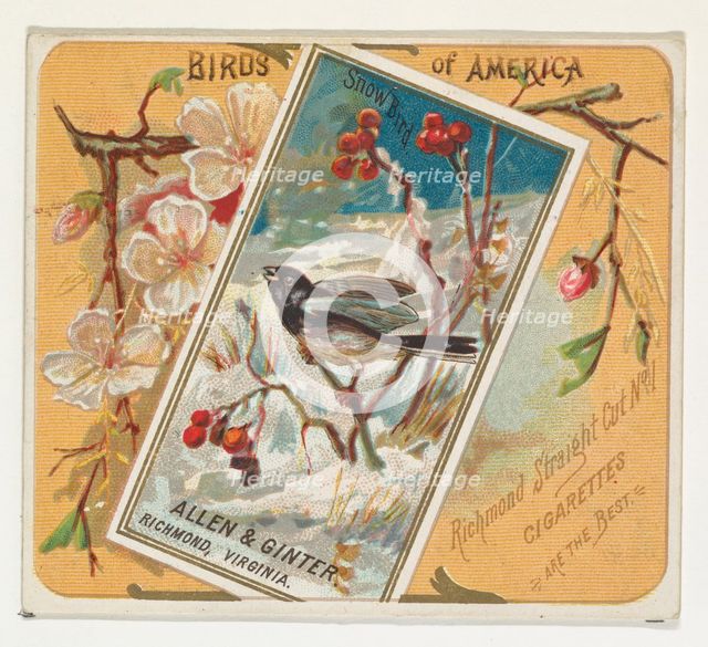 Snow Bird, from the Birds of America series (N37) for Allen & Ginter Cigarettes, 1888. Creator: Allen & Ginter.