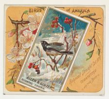 Snow Bird, from the Birds of America series (N37) for Allen & Ginter Cigarettes, 1888. Creator: Allen & Ginter