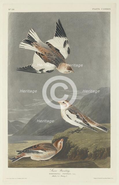 Snow Bunting, 1834. Creator: Robert Havell.