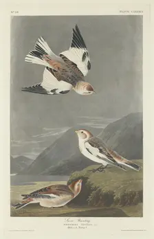 Snow Bunting, 1834. Creator: Robert Havell