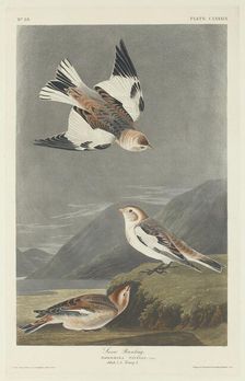 Snow Bunting, 1834. Creator: Robert Havell
